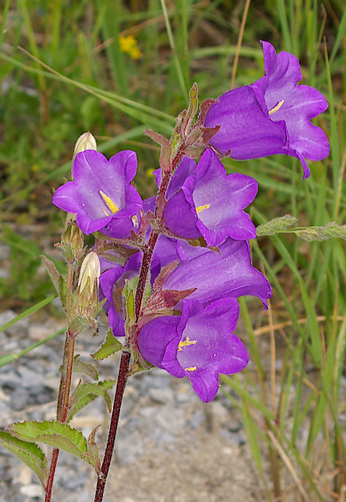 Campanula medium/Campanula toscana